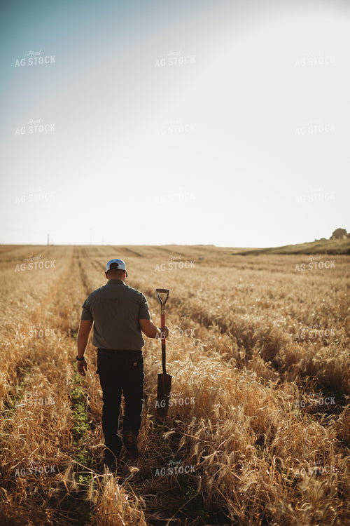 Agronomist with Shovel in Soybean and Rye Cover Crop Field 5823