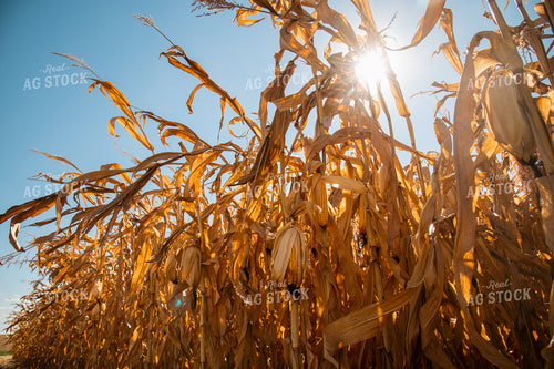 Dried Corn 25951