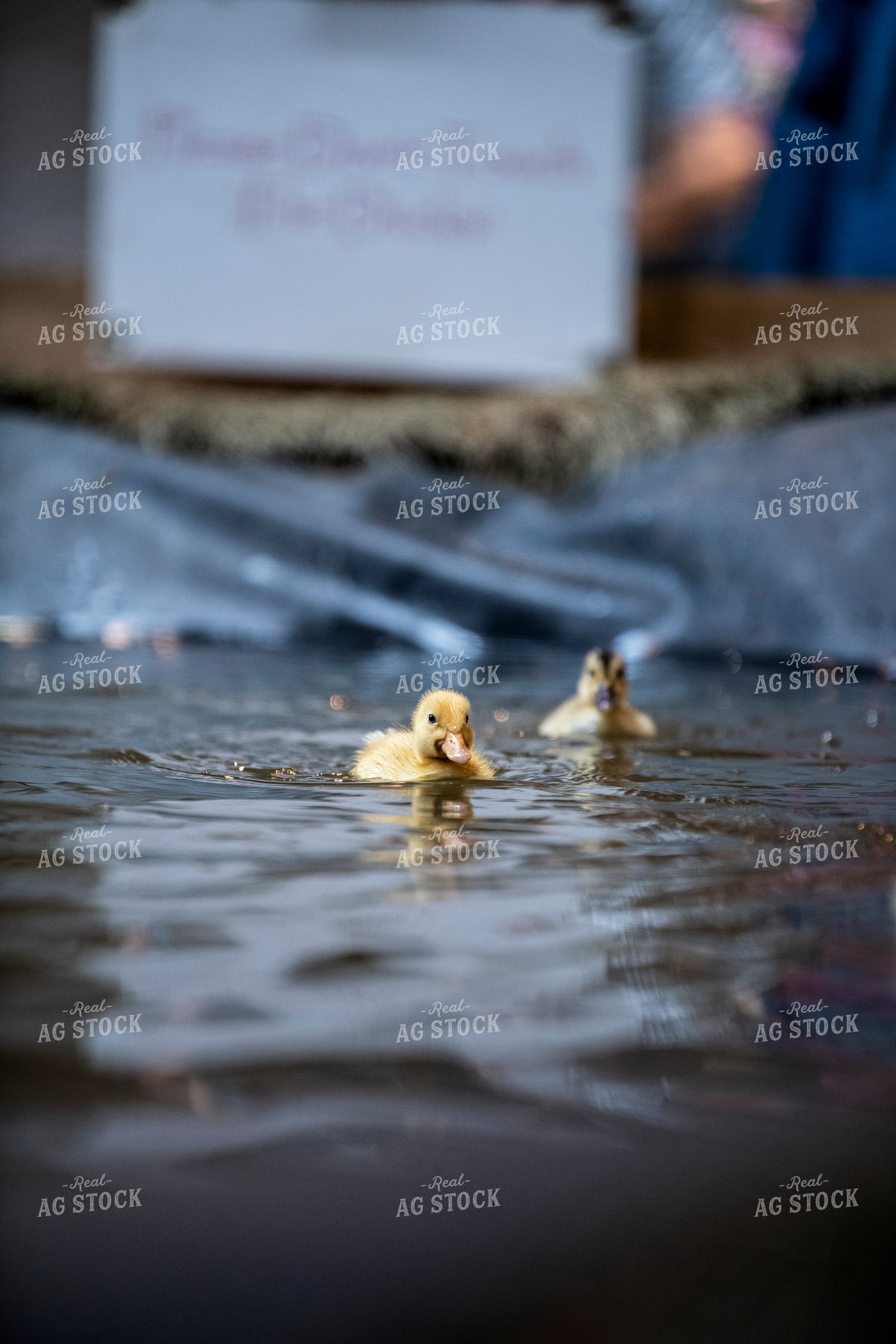 Ducklings 197034