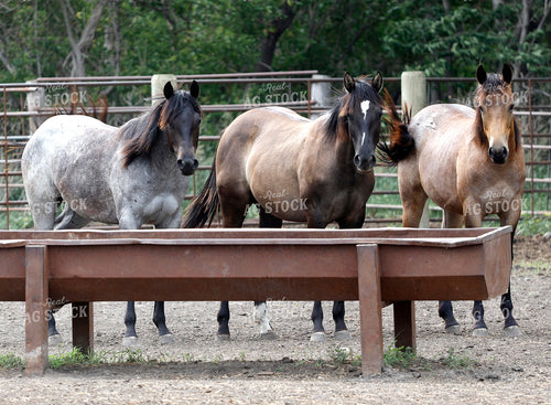 Horses at Feed Trough 141597