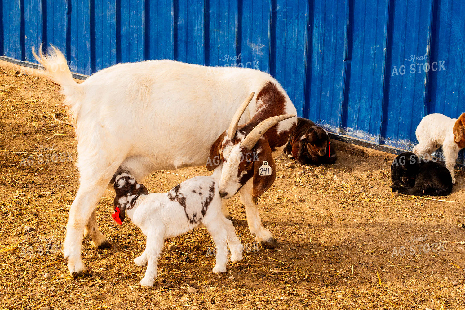 Goats 299080