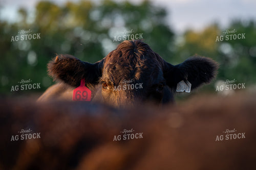 Angus Cattle 236012