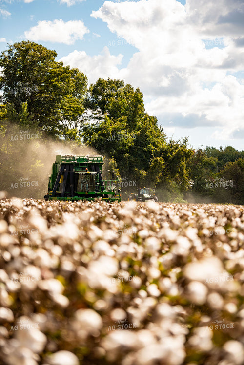 Cotton Harvest 136131