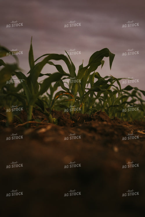 Early Stage Corn at Sunset 4332