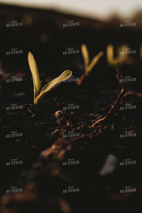 Stage V1 Corn in Dark, Wet Soil 4046