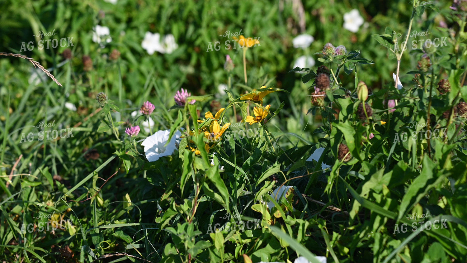 Wildflowers on CRP Land 25046