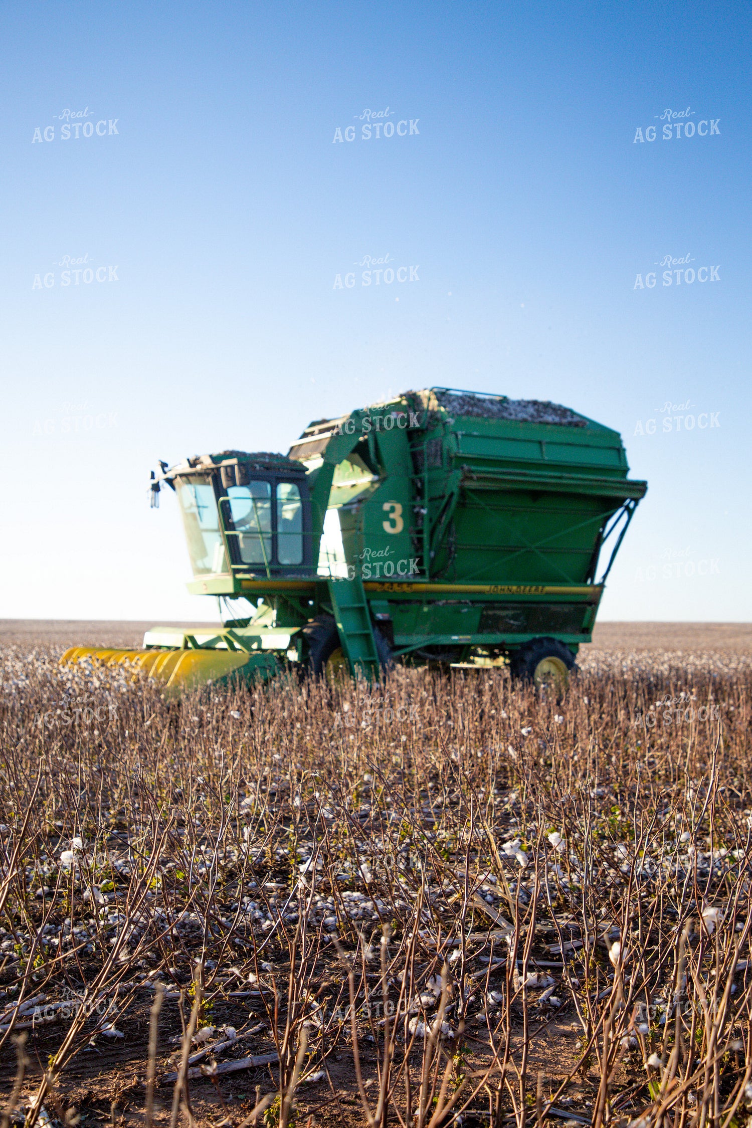 Cotton Harvest 208103