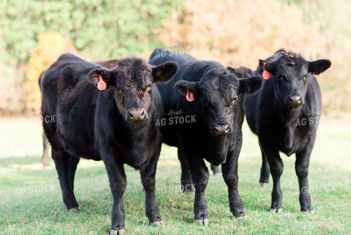 Angus Cattle in Pasture 74011