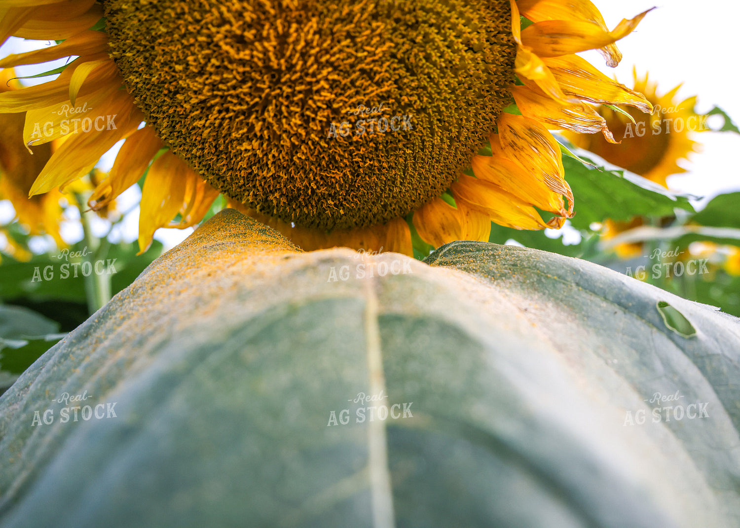 Sunflowers 160166