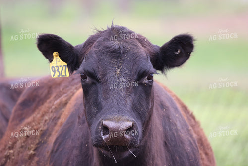 Cattle on Pasture 160304