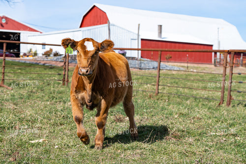 Red Angus Calf 68160