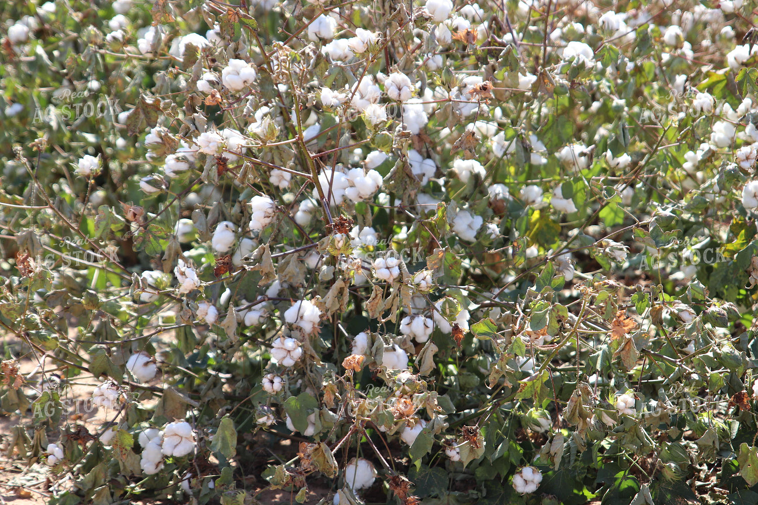 Cotton Field 102209