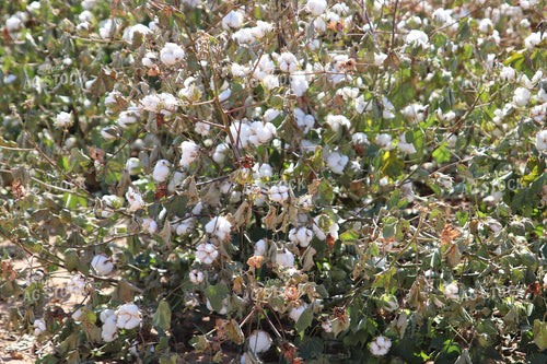 Cotton Field 102209