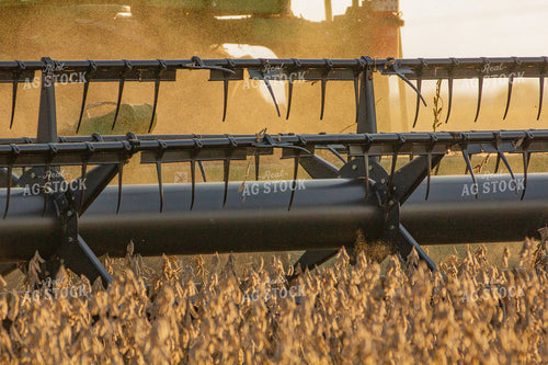 Soybean Harvest Close Up 291123