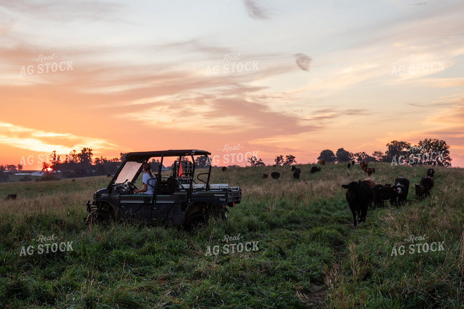 Checking Cattle on Pasture 268345