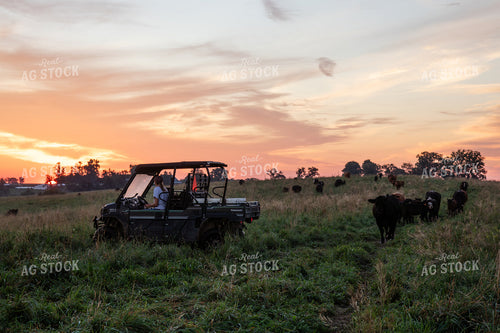 Checking Cattle on Pasture 268345