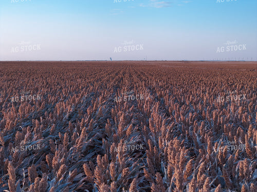 White Milo Field 239089