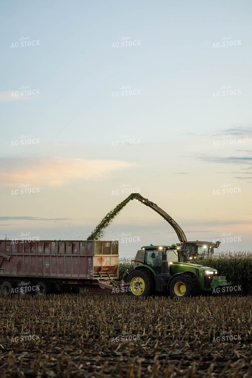 Chopping Corn Silage 296008