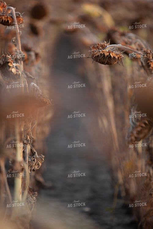 Sunflowers 2103