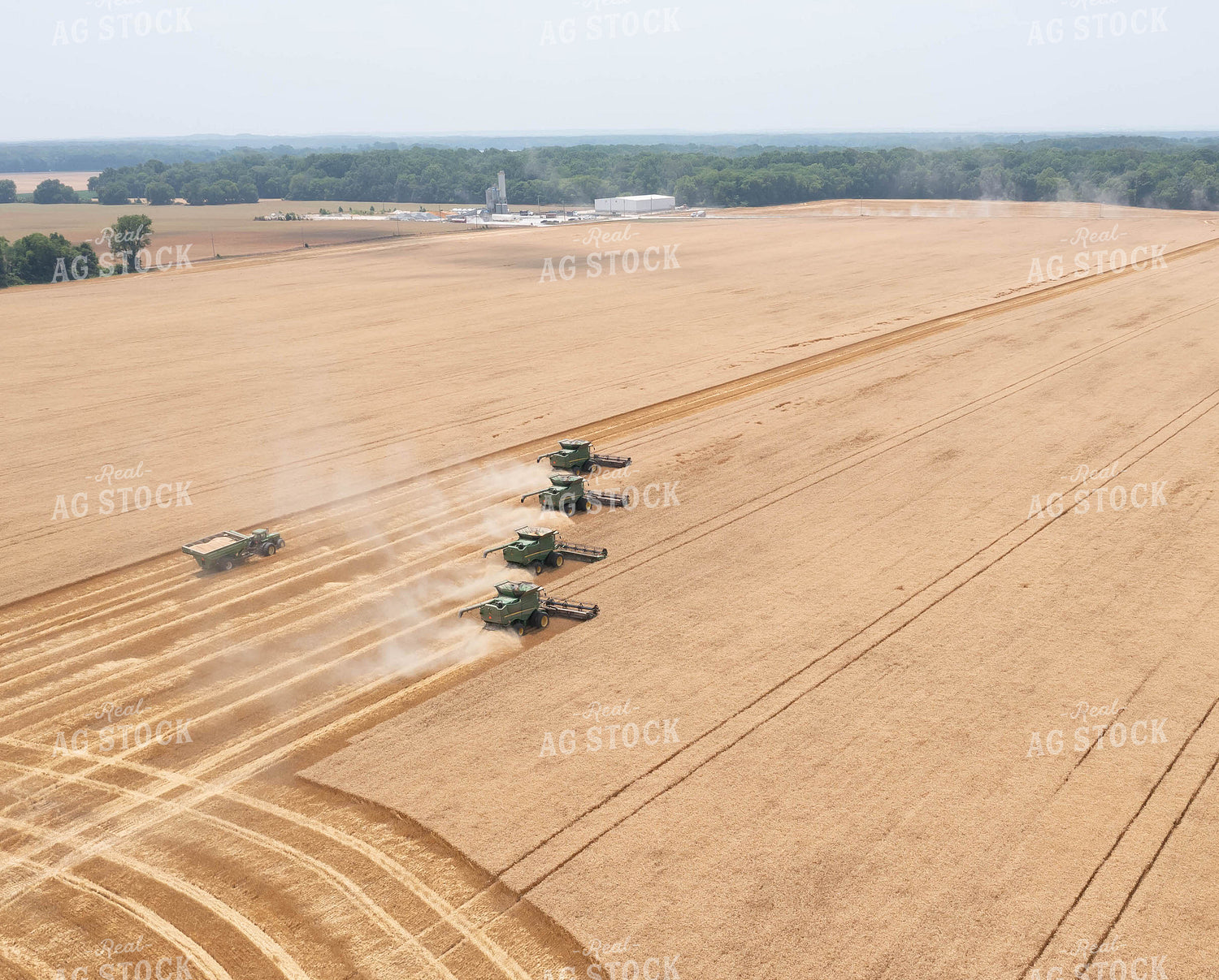 Soybean Harvest 79329