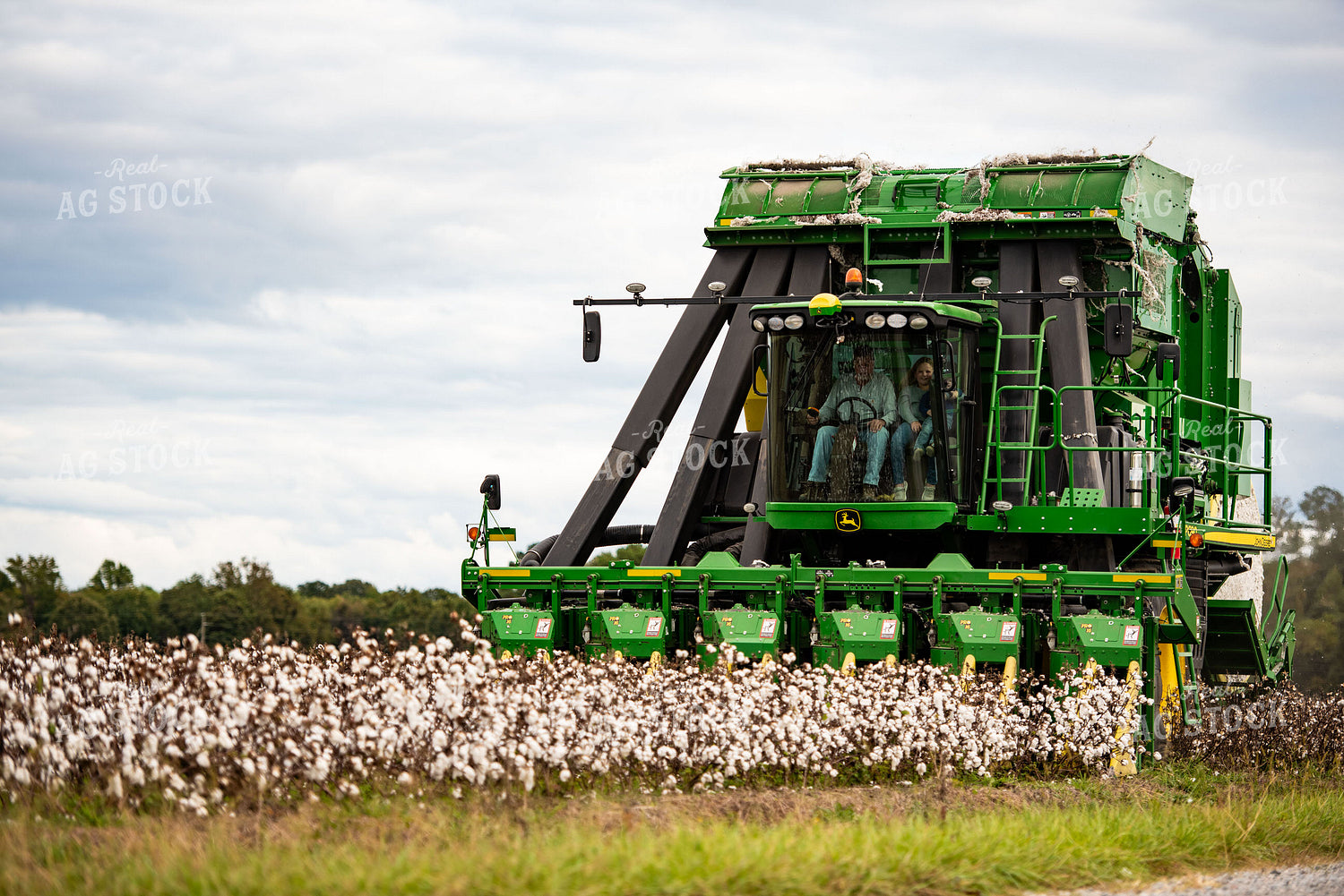 Cotton Harvest 136155