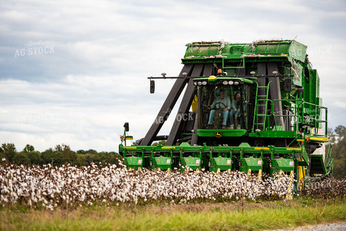 Cotton Harvest 136155