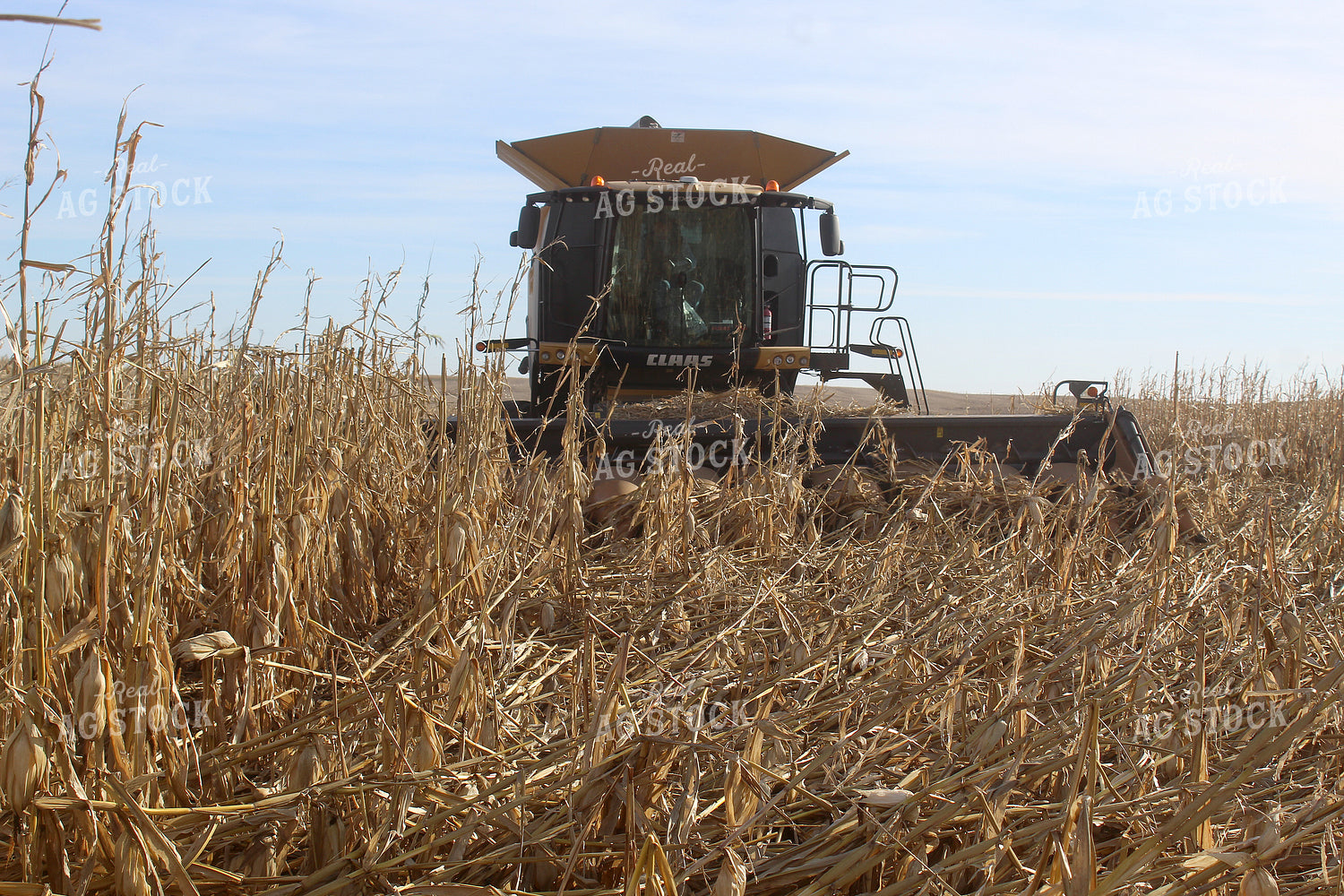 Harvesting Downed Corn 141076