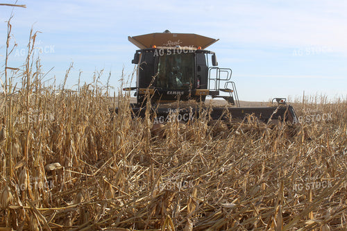 Harvesting Downed Corn 141076