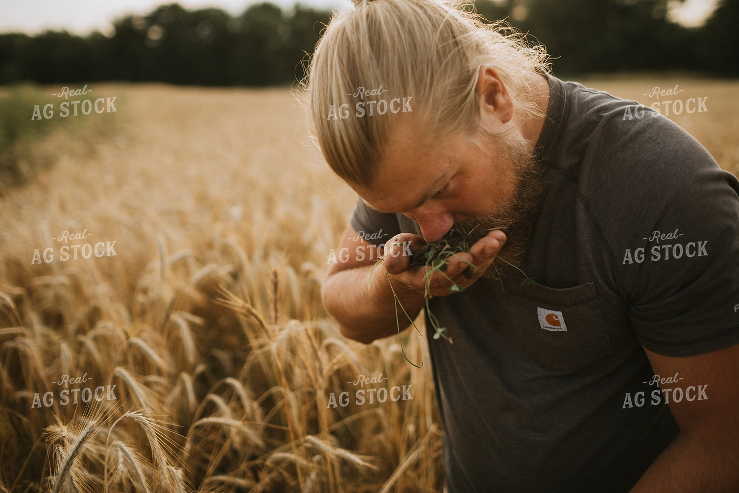 Farmer in Rye Field with Clover 5996