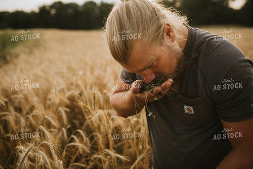 Farmer in Rye Field with Clover 5996