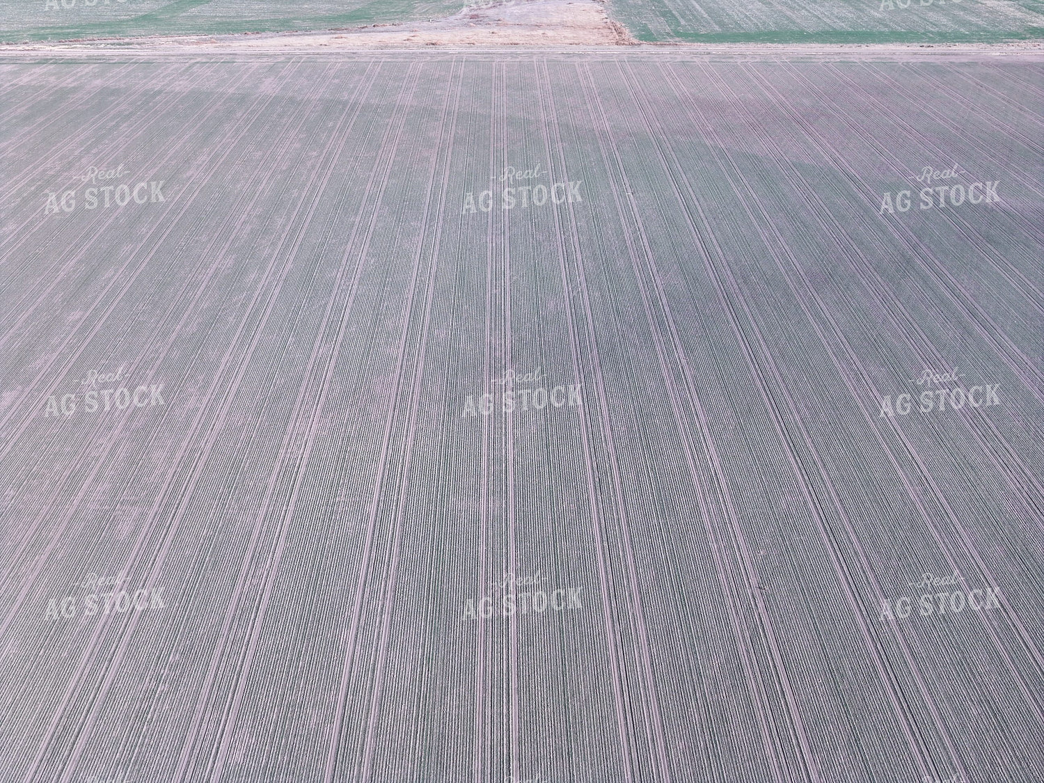 Midseason Wheat Field 239081