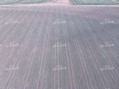 Midseason Wheat Field 239081