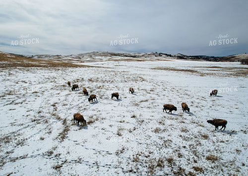 Aerial of American Bison on Snowy Pasture 261085
