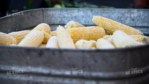 Family Shucking Sweet Corn - 247