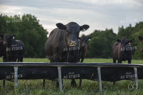 Angus Cattle Eating on Pasture 189047