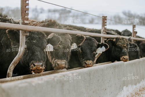 Angus Cows at Trough 77061