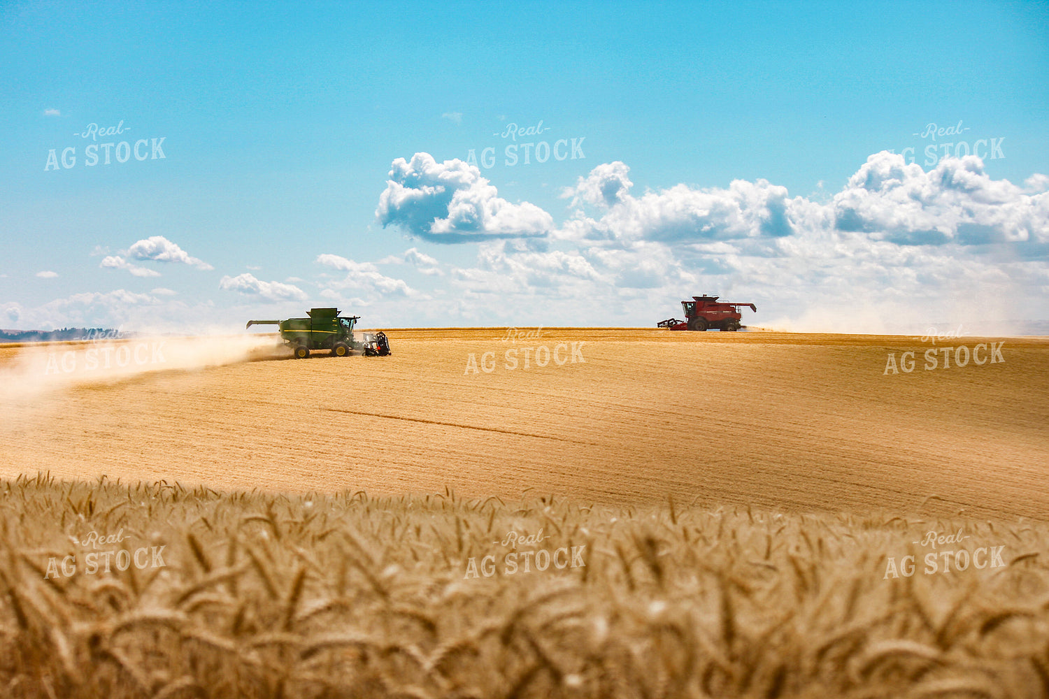Wheat Harvest 188067
