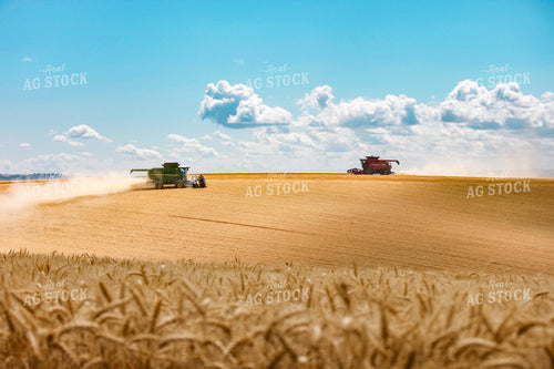 Wheat Harvest 188067