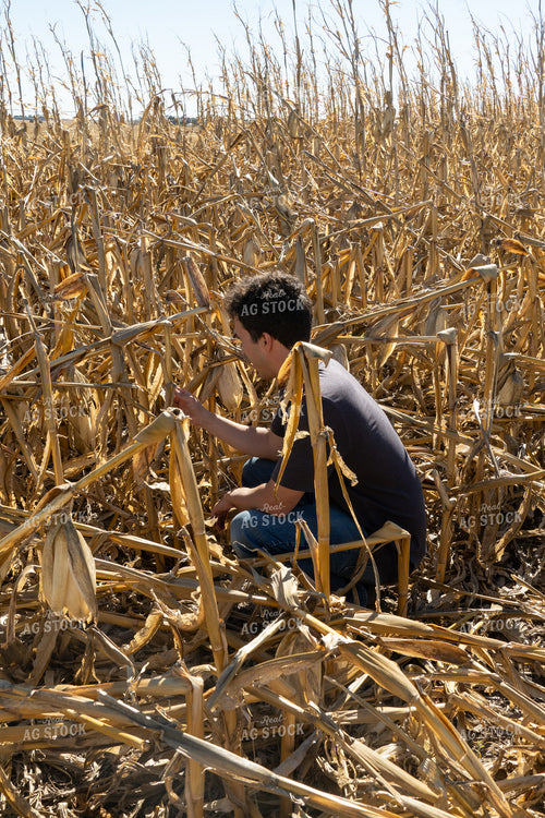 Farmer in Downed Corn 65126
