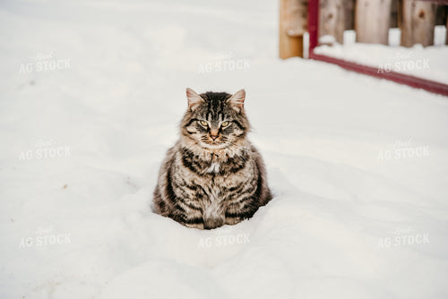 Farm Cat 64087