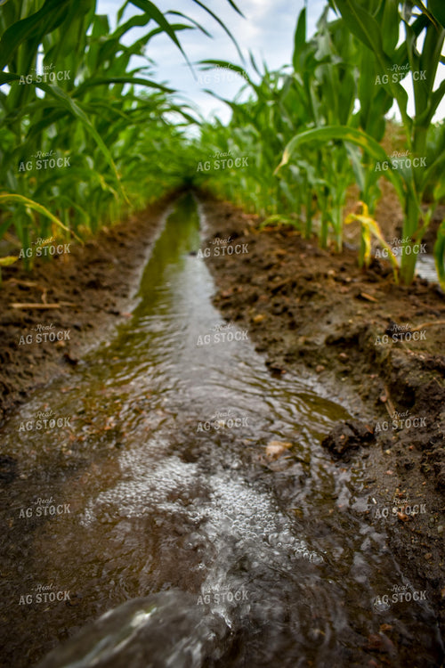 Ditch Irrigation Corn 56194