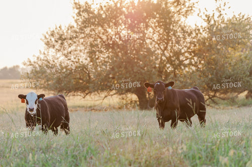 Cattle on Pasture 131029