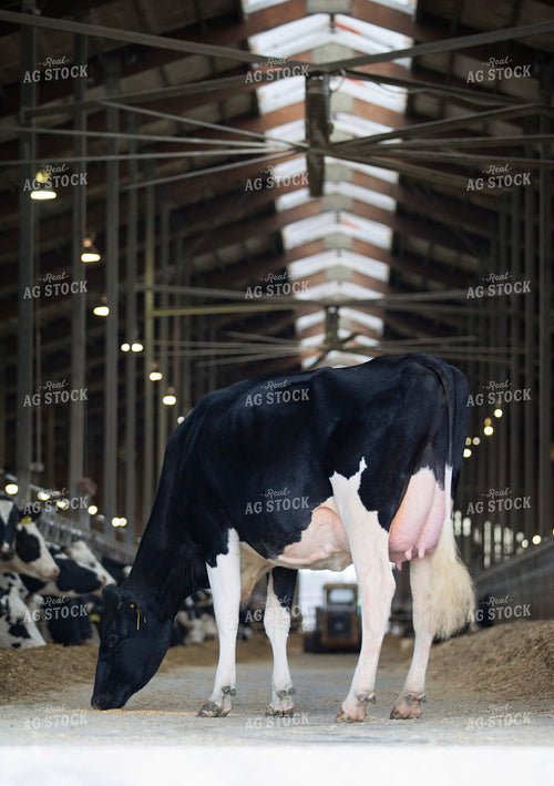 Holstein Cattle 55334