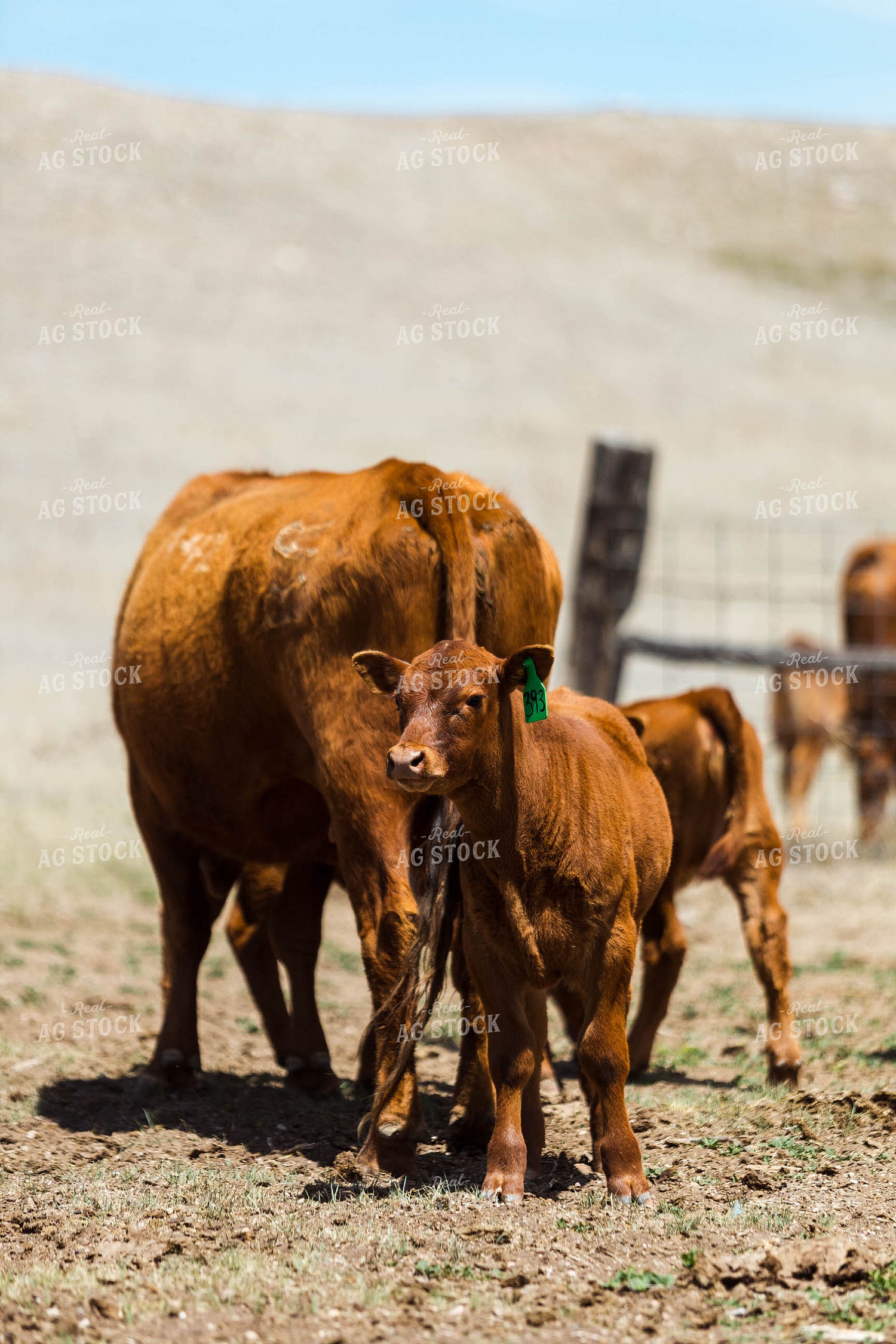 Red Angus Cow Calf Pair 97217