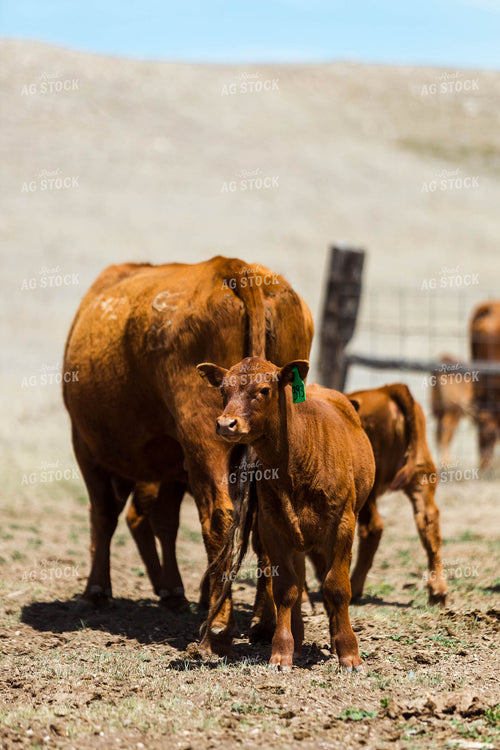 Red Angus Cow Calf Pair 97217