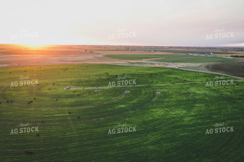 Cattle on Irrigated Pasture 56036
