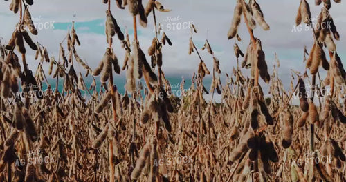 Dried Soybeans Blowing in Wind 3901