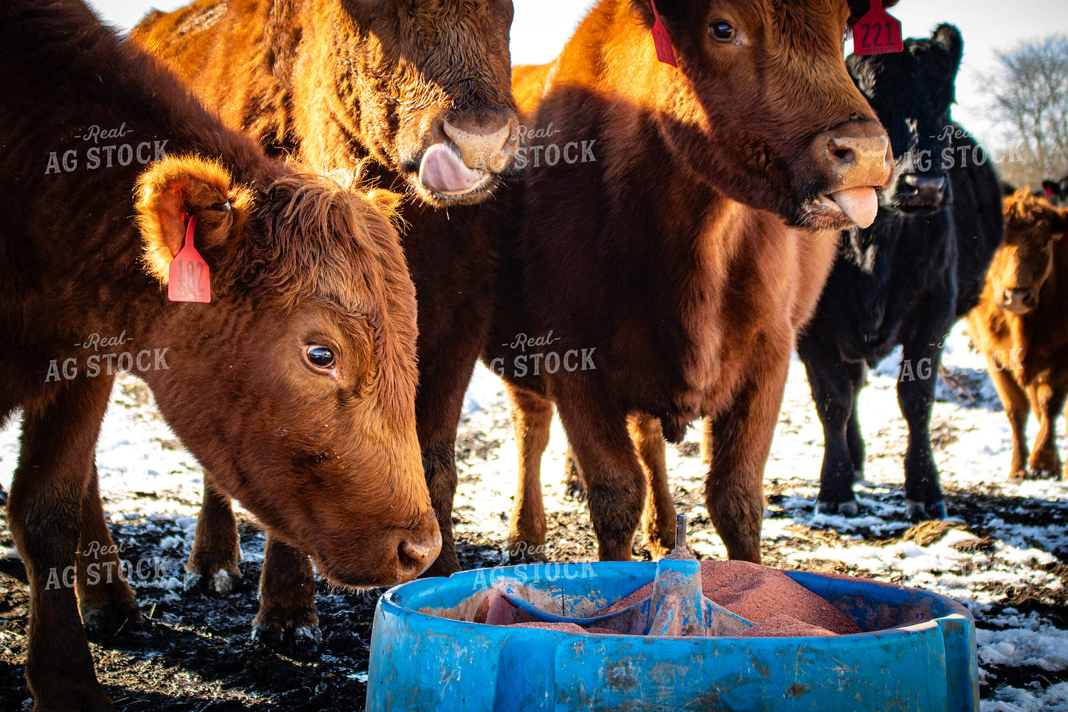 Cattle Eating from Mineral Tub 214072