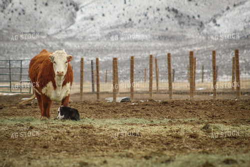 Hereford Cow and Calf Pair 78091