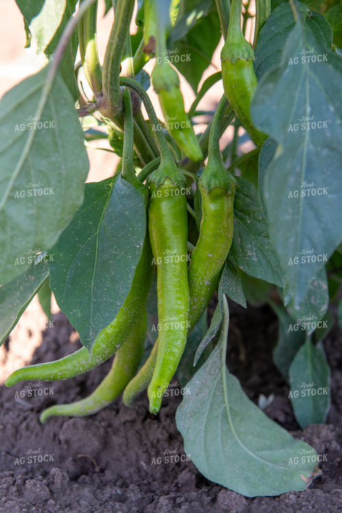 Peppers